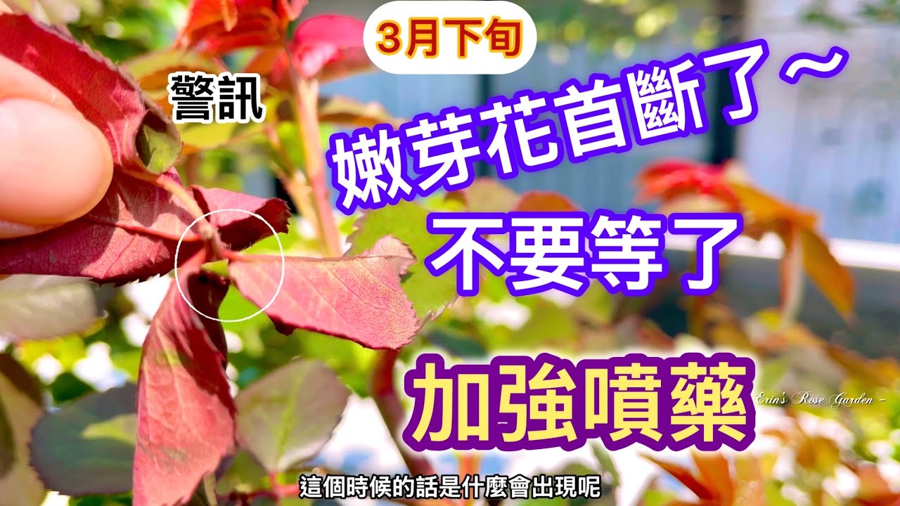 【加強噴藥】別等了！玫瑰蚜蟲出現了！花芽斷首莫非象蟲也出現了？趕快噴藥吧！#Erin玫瑰花園