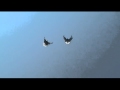 Skycutters pigeons, голуби в разный ветер июль 2014 серпастые 