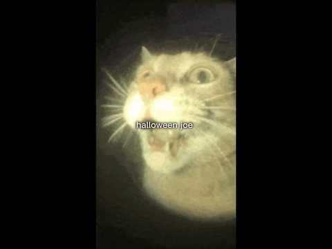 You Messed With My Gang🤯🗣️🗣️🔥🔥-#memes #catmemes #cat