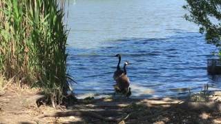 Goslings Depart Unusually High Nest