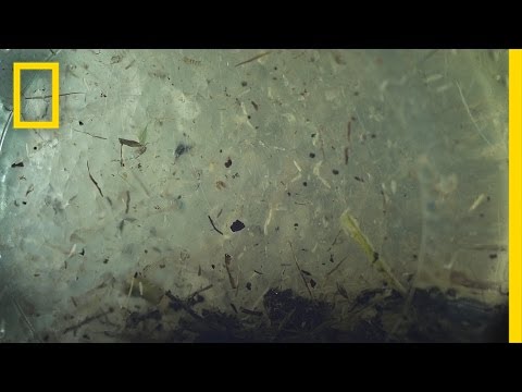 Az epehólyagban élő paraziták