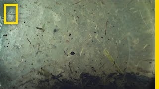 Are Micro Plastics in our water becoming a MacroProblem?  National Geographic