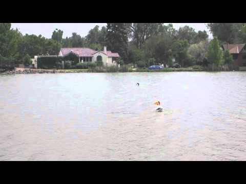 Blackbird Attacks Pelican!