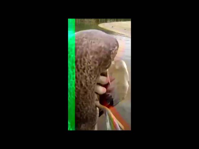  На Казанке произошел массовый мор рыбы и уток