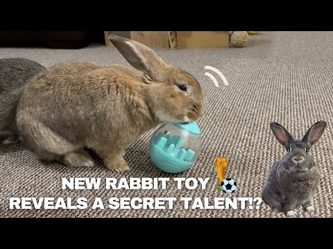 New Rabbit Toy Reveals a Secret Talent!? Oxbow Wobble Teaser Bunny Toy Review