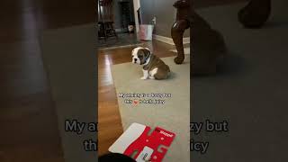 Oops spelled “duzy” wrong #cute #dog #dogshorts #pup #puppy #shorts #viral