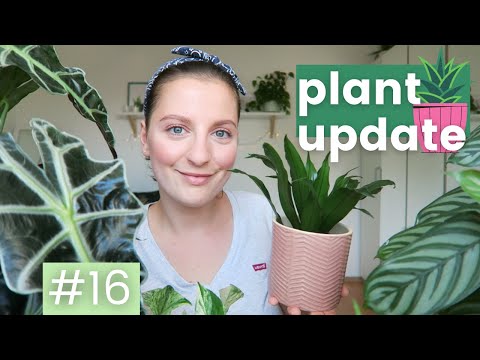ROSLINNY UPDATE #16 | Co z ta calathea? Sposob na alokazje
