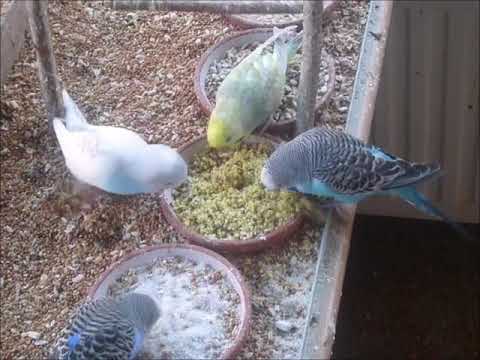 2021 04 22 Eifutter Neu.mp4