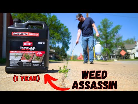 #1 WEED KILLER Ever Made! Ortho GroundClear: Better Than Round-up!