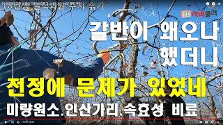 [사과재배.사과전정] 전정과 갈반병/ 잎 떨어지는 원인이 되다