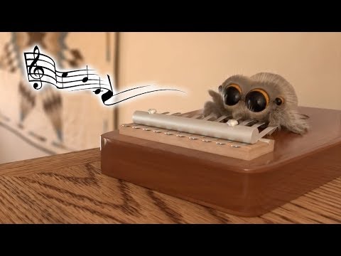 The world's most musical spider