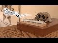 The world's most musical spider The world's most musical spider