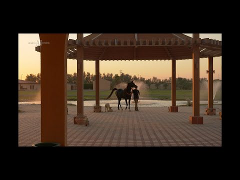 ⚜️ ALGHANAYIM STUD ⚜️⁣ - A CLOSER LOOK AT THE FARM