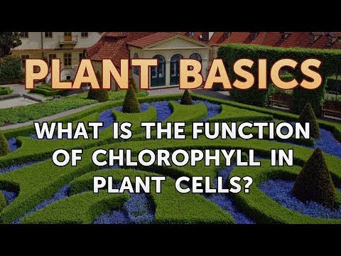 How to Dry an Overwatered Plant