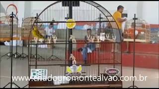 SOBERANO CMA e PERTIN DAS 12 CMA
