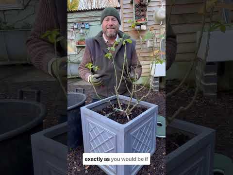 Formative pruning and training￼ of young roses under 24 months old #gardenerben