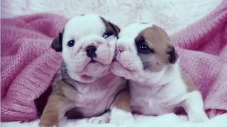 Amor por Siempre - Tercer Cielo &amp; Lilly Goodman