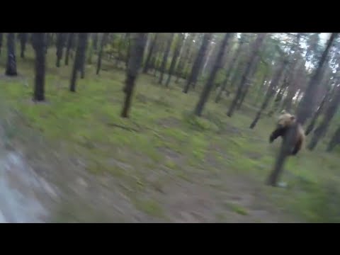 Pe bicicletă atacat de urs în pădure
