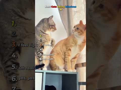 Les meilleurs chats sont hilarants (essayez de ne pas rire) 🤣