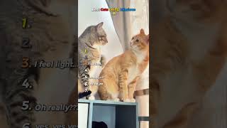 Les meilleurs chats sont hilarants (essayez de ne pas rire) 🤣