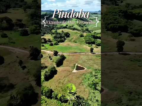 Pindoba/AL - 96 Tarefas #fazenda #nordeste #cavalo #gado #agro