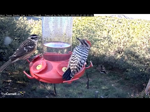 Ladder-backed Woodpecker & Black-headed Grosbeak Take Over Feeder In West Texas – Sept. 7, 2023