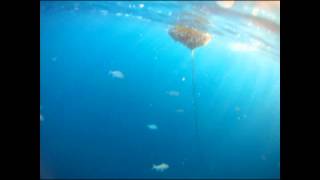 in the blue. underwater filming