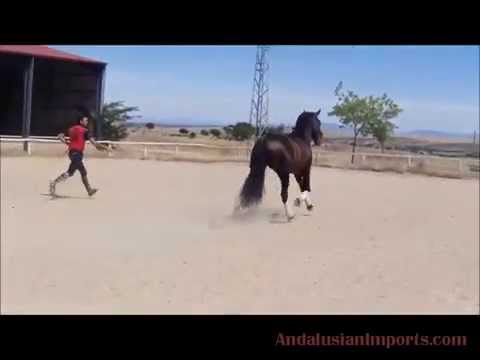 Smokey Black P.R.E. Andalusian Stallion SOLD