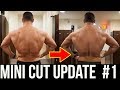 Mini Cut Update | Gaining Strength While Dieting | Cheat Day Balance | 405LBS Squat