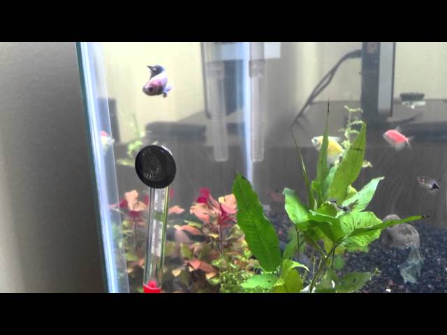 Can Betta Fish Live in a Community Tank?