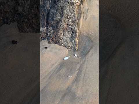 This boy saved these two fish from dying .#shortvideo