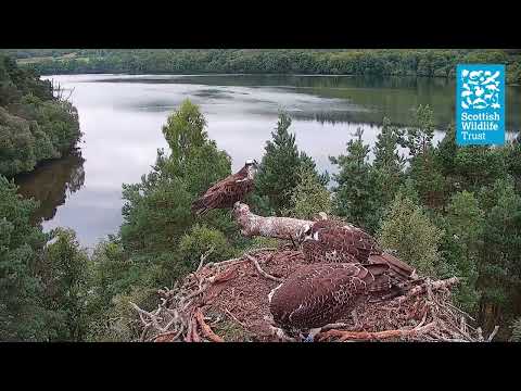 Intruder Alert! Ringed Osprey Lands on the Nest (Loch of the Lowes Osprey Webcam 2022)
