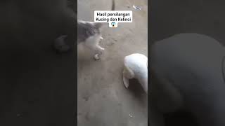 Download lagu WOW ! HASIL PERSILANGAN KELINCI DAN KUCING#viral mp3