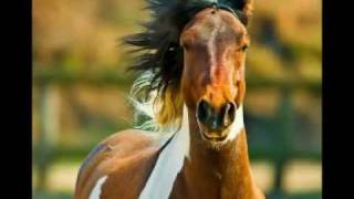 ICoF AR  - Alexander Rybak, 13 horses :)