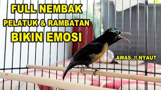 Download lagu PANCINGAN AMPUH ! KONIN GACOR FULL NEMBAK ISIAN PELATUK, COCOK BUAT NAIKAN EMOSI KOLIBRI NINJA BAHAN mp3