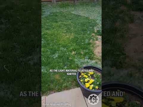 Satisfying Poplar Fluff Burn 🔥🍃Fertilizer Hack!