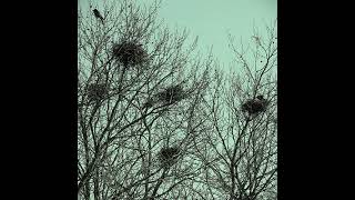 Chris DeVries - &quot;At The Bottom of Everything&quot; (Bright Eyes cover)