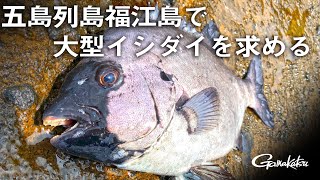 五島列島福江島で大型イシダイを求める