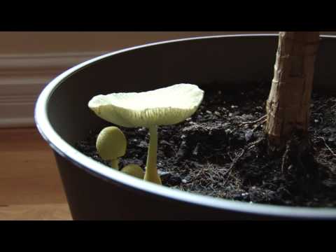 download lagu mp3 mp4 Mushrooms Growing In Plant, download lagu Mushrooms Growing In Plant gratis, unduh video klip Mushrooms Growing In Plant