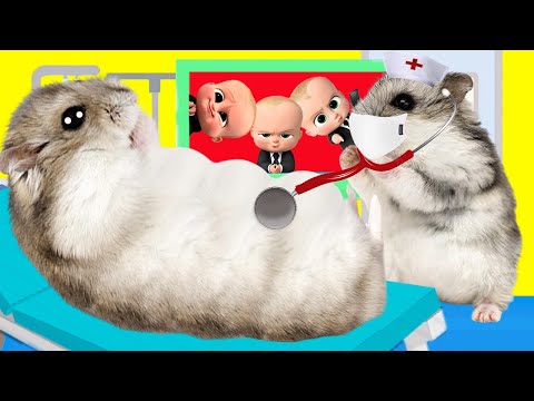 🐹 Hamster Give Birth in Maze Obstacle Course! 🐹 Real Life Hamster 👉 @TonightHamster