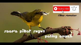Download lagu suara pikat sogon yang susah turun. mp3 Download lagu suara pikat sogon yang susah turun. mp3