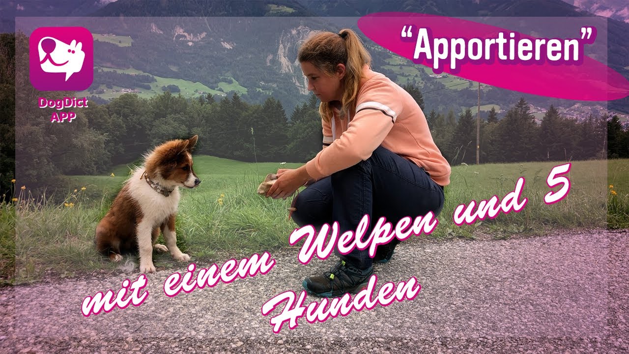Folge 53: Apportieren mit einem Welpen