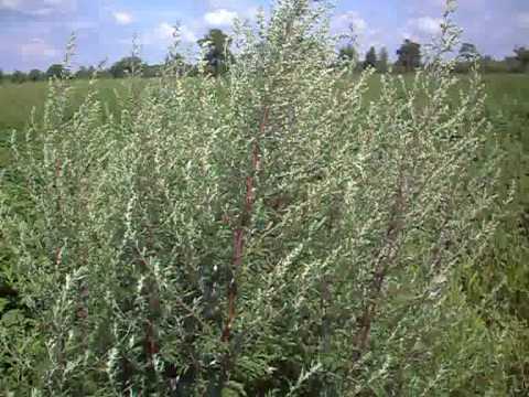 download lagu mp3 mp4 Bijvoet Plant, download lagu Bijvoet Plant gratis, unduh video klip Bijvoet Plant