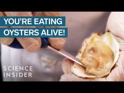 Why We Eat Oysters Alive Video