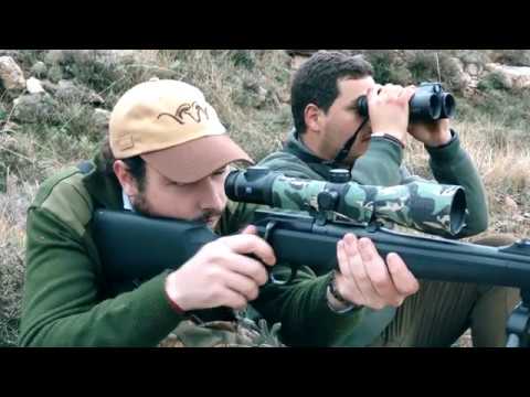 Jagd Beceite Steinbock. Spanischer Steinbock Beceite