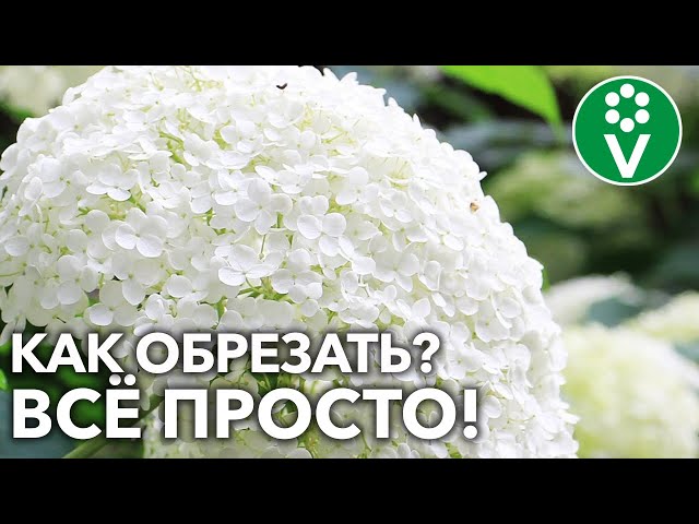 КУСТЫ НЕ РАЗВАЛЯТСЯ, А СОЦВЕТИЯ УДИВЯТ РАЗМЕРОМ при такой ОБРЕЗКЕ ГОРТЕНЗИИ!