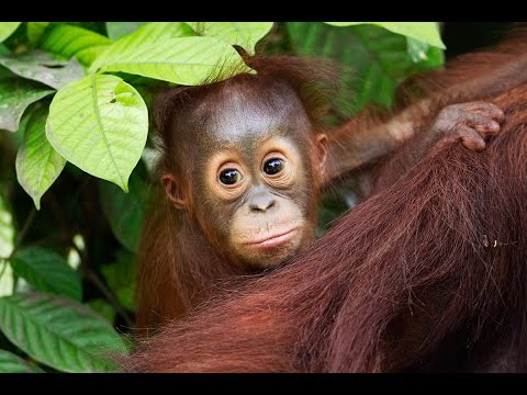 An introduction to the Heart of Borneo