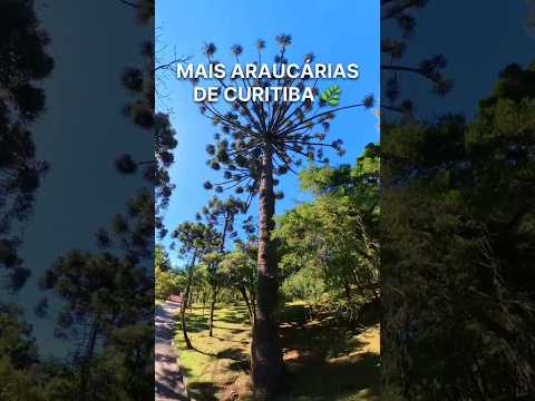 Você conhece o parque com MAIS ARAUCÁRIAS de Curitiba 🌳