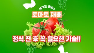 토마토 등 연속 착과 작물 정식 후 관리 방법!! 이 방법…