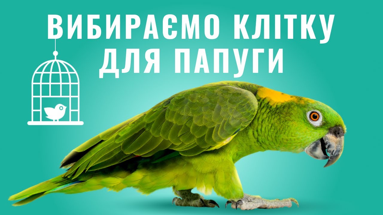 YouTube video preview